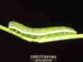 Nearly mature fifth instar Sara Orange-Tip butterfly larvae, filmed 5-22-2008